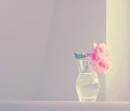 Soft Roses