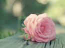 Pink Rose