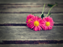 Delightful Daisies
