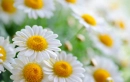 Soft and Delicate Daisies