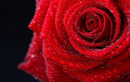 Red Rose