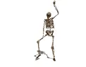 skeleton