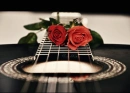 Guitar Roses