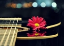Rose on Guitar