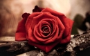 Rose on Piano 