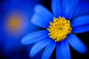 Blue Passion
