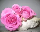 Pink Roses