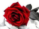 Red Rose