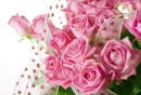 Pink Roses