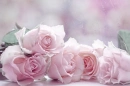 Pink Roses