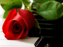 Rose on Piano
