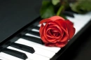 Love Rose