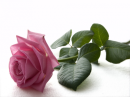 Pink Rose