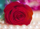 Rose and Pearl