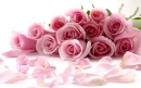 Pink Roses