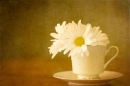 Cup of Daisy