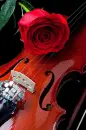 Red Rose
