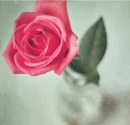 Pink Rose