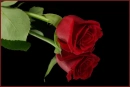 Rose Reflection
