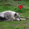 sad wolf