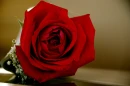 Red Rose