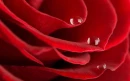 Drops on the rose