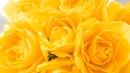 Yellow Rose