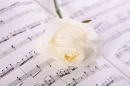 White rose with notes