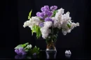 Lilacs