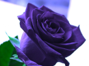 Purple Rose