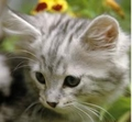 Kitty