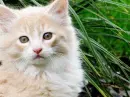 Kat my kitten