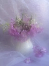 Pansies Still life