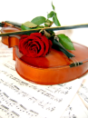 Violin with rose