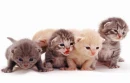 gatitos