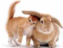 conejito y gato