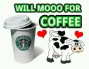 Coffee Cow
