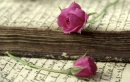 Vinatge Roses