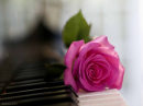 Pink rose on Piano