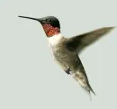 Hummingbird