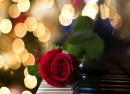 Red Rose