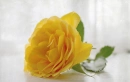 Yellow Rose