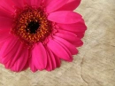 Pink Daisy