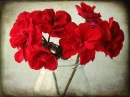 Red Geraniumn