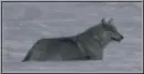 Wolf
