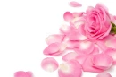 Rose Petals