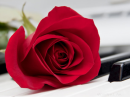 Rose on Piano