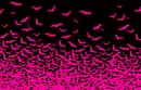 Bats