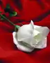 Flores de Primavera