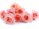 Coral roses